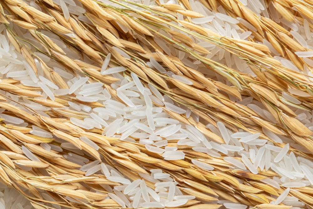 Dubai's Top 10 Rice Suppliers and Dealers